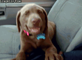 laughing dog gif laughing dog gif